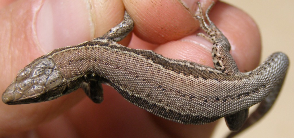 Lucertola silana